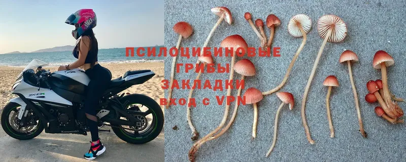 купить наркотик  Верещагино  Галлюциногенные грибы Cubensis 